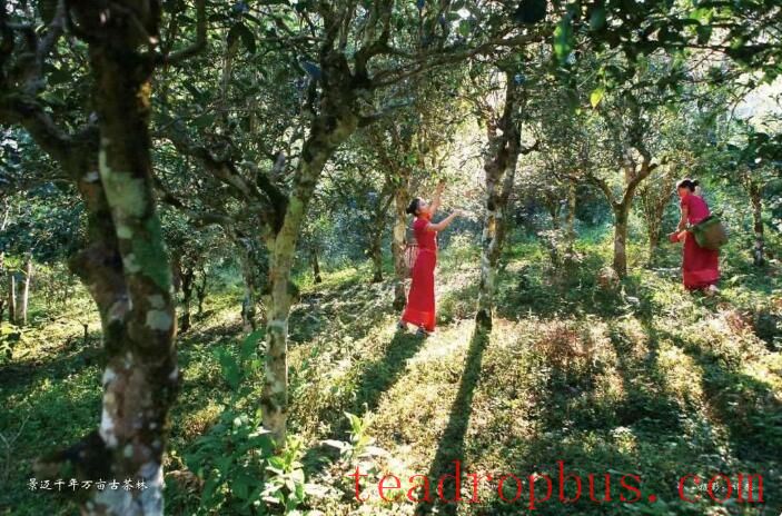 This is the glory of all ancient tea mountains in Yunnan-1