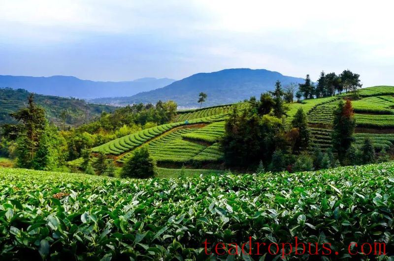 Ancient Perceptions of Fujian Tea: Frugality, Beauty, Harmony, and Reverence – Refreshing Joys of the Human Realm-11