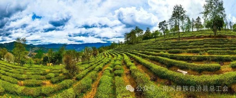 Nanjian County Implements Precision Talent-Gathering Plan to Support the Construction of a Tea Industry Workforce-1