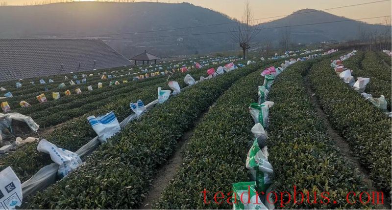 Rizhao City: Technical Guidance for Tea Gardens Dealing with Extreme Weather-1