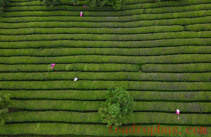 The Time-Honored Beauty of Fuliang, Aroma Through the Ages-2