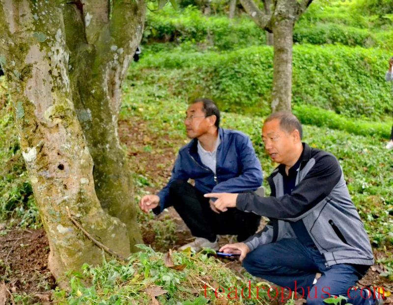 Guodazhai Township's Qiongying Village Hosts Training Session on Ancient Tea Tree Pest and Disease Control-2