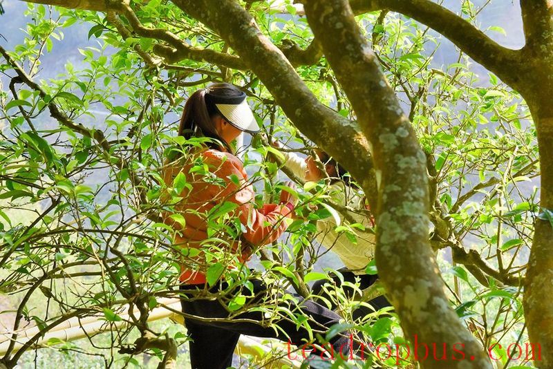 Cangjiang River Brings Life to Spring Tea; Original Ancient Trees are 