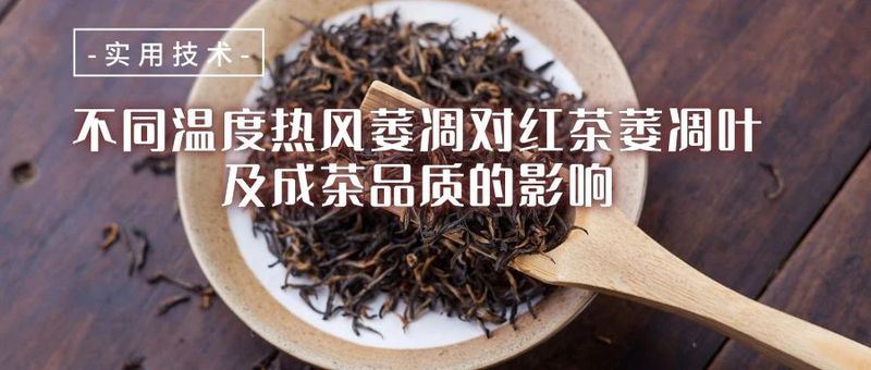 Is the withering efficiency of traditional black tea too low? What temperature is suitable for hot air withering?-1