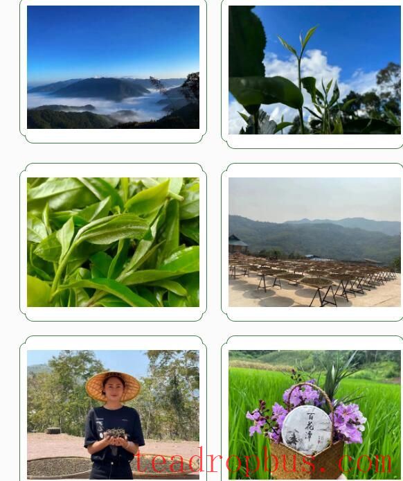 To the Yao District, Yao Ethnic Township: Savoring Spring Tea at 