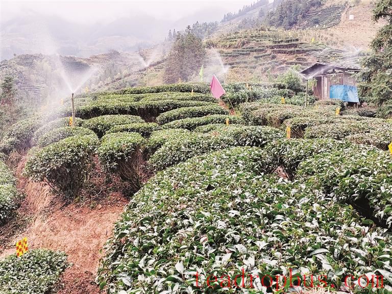 Smart Technologies Accelerate Tea Production —— Observations on the Promotion of High-Quality Development in the Tea Industry through Improved Agricultural Mechanization in Our City-1