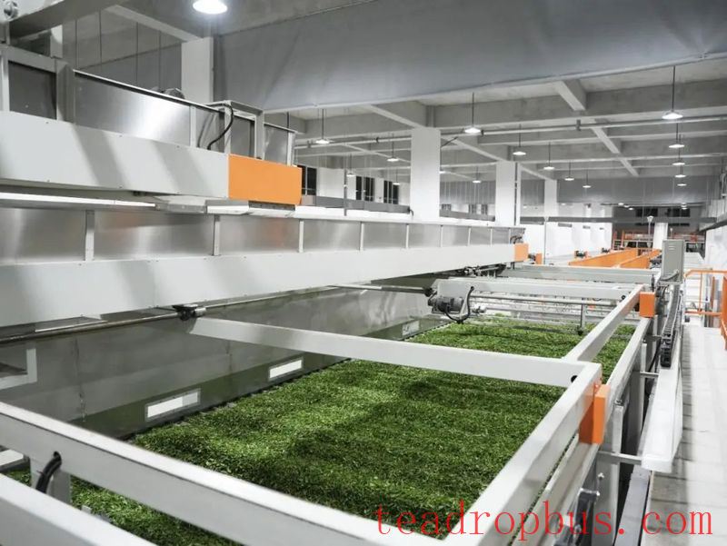 Pingli Town: Pioneering a New Era of High-Quality Development in the Tea Industry-2