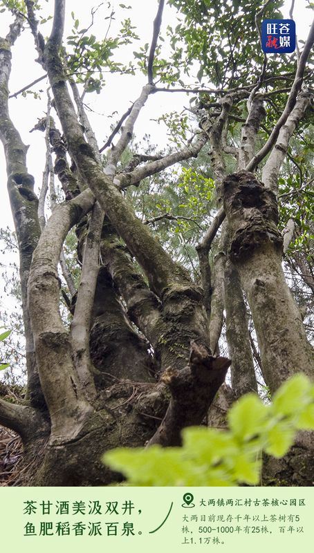 Encounter: Ancient Tea Trees in Wangcang-2