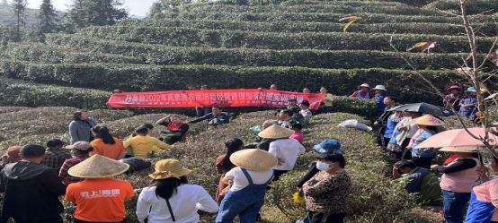 Early Winter, Busy with Tea Garden Management-1