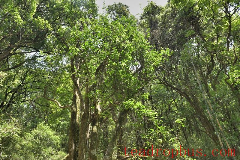 Seeking Tea in Changning: The Secret Paradise Mountain, a Haven for Wild Tea-9