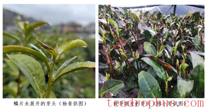 West Lake Longjing Tea Garden Precision Management Technology Guidance Series - What to Do About the Current Cold Spell-1