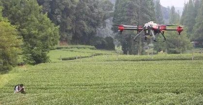 Snowstorms in the Jiangsu-Zhejiang-Jiangxi Region: What Impact on Tea Production and How to Respond?-11