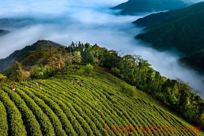 Eco-Low Carbon Tea: Methodology for Carbon Sinks in Tea Gardens-2
