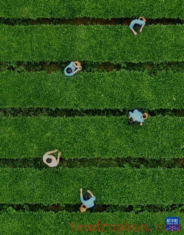 Fujian's Mountains Yield Tea Leaves, Scent Travels Thousands of Miles-17