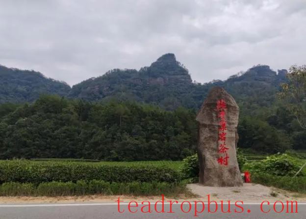 Fujian Wuyishan: Ecological Tea Gardens Move Forward into a New Era, Writing a New Chapter in Rural Revitalization-1