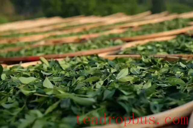 For Black Tea Production, Supplemental Light During Withering-3