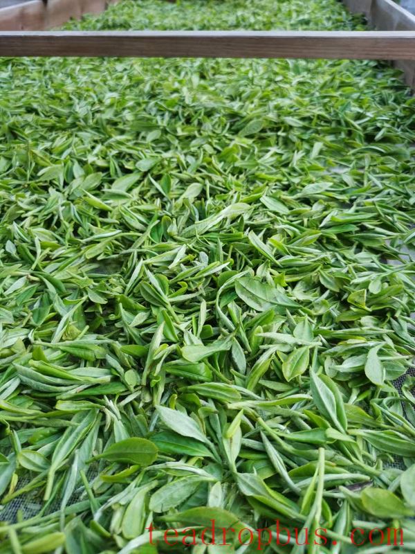 Intangible Cultural Heritage of Humanity: Traditional Chinese Tea Processing Skills - Black Tea Chapter ① – Qimen Black Tea-2