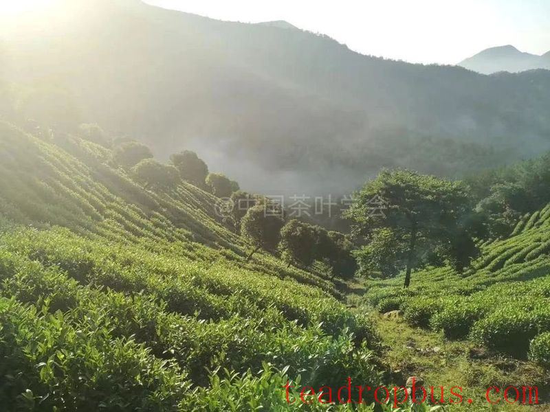 Intangible Cultural Heritage of Humanity: Traditional Chinese Tea Processing Skills - Green Tea Chapter ② —— Ju Rock Tea of Wuzhou, Purple Shoots Tea, Anji White Tea-6
