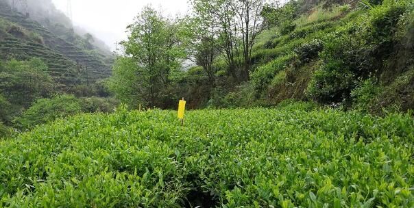 Summer Tea Garden Management Techniques-4