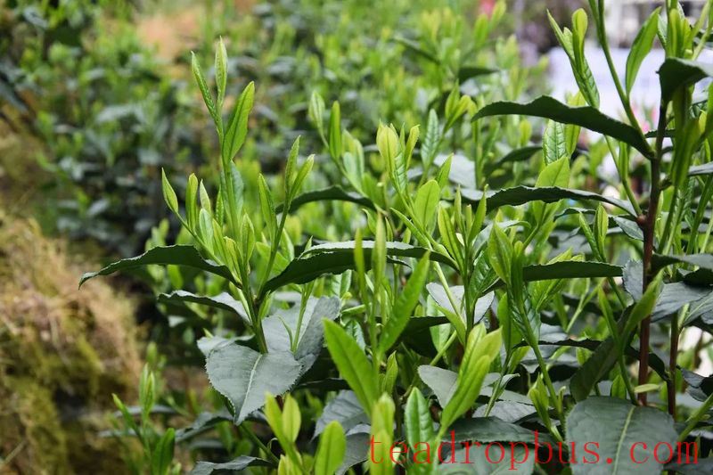 High Temperatures Approach: How Should Tea Plantations Be Managed?-3
