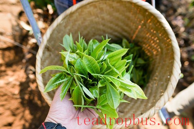 Puer Raw Tea Production Process-1