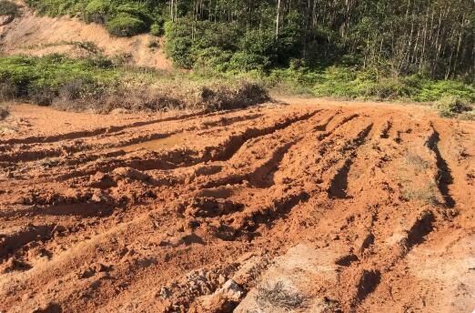 Lao Xu on Tea: The Tea from Python Spring Is Delicious, But the Journey Is Tough – How Good Is Its Natural Environment?-2