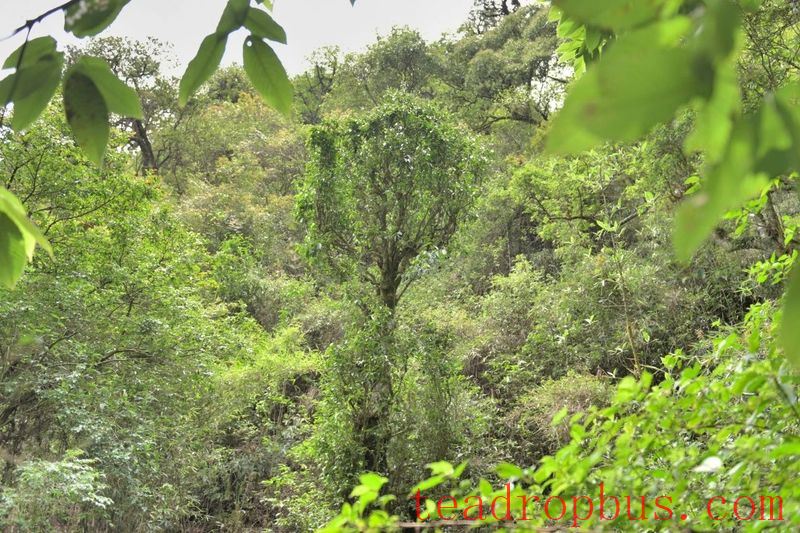 Cangjiang East Bank at Agan Mountain, the Camellia and Tea Aroma Fill the Air-7