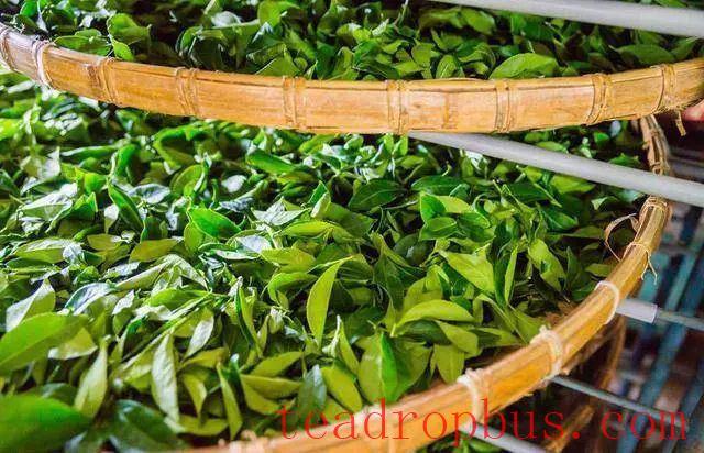 For Black Tea Production, Supplemental Light During Withering-4