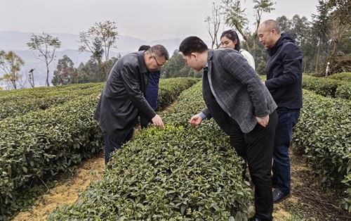 Chongqing Agricultural Technology General Station's Tea Experts Conduct Research and Guidance on Spring Tea Production-2