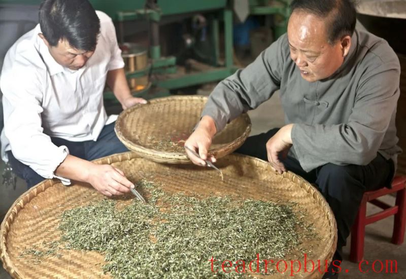 Ten Production Processes of Xinyang Maojian Tea-2