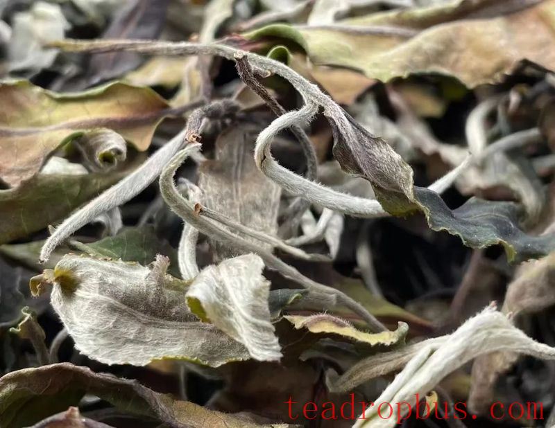 Lincang Tea's New Craft: Large-Leaf White Tea-4
