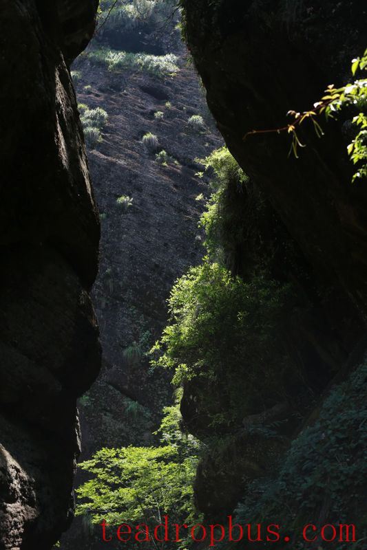 There are more Danxia landforms here than in Wuyishan, and they also produce Yancha!-6