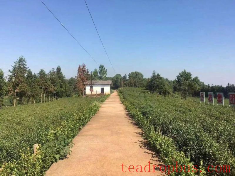 Yueyang Experience in Spraying Foliar Fertilizer for Drought and Cold Resistance in Tea Gardens-2