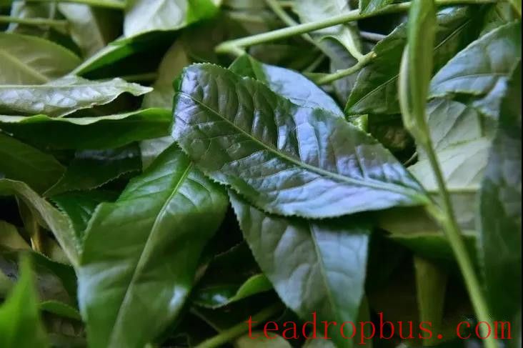 Cainong Tea: Appreciating Pu'er - The Beauty of Pu'er Tea, Part One-4