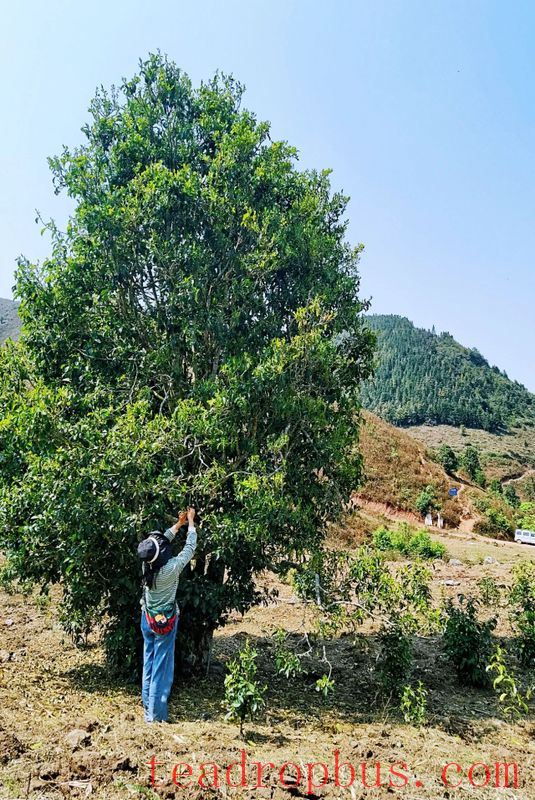Jinggu Yizhi: The Aroma of Wild Tea in the Mountains Keeps Tea Farmers Busy Picking-3