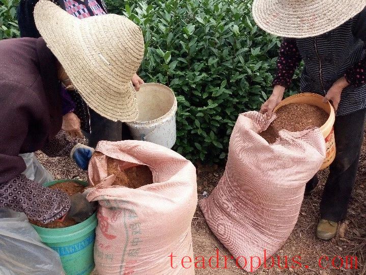 Scientific Fertilization Recommendations for Tea Trees in Autumn and Winter-3
