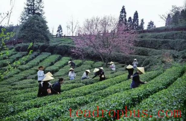 Kaiyang: Spring Tea Picking Season Brings Prosperity Through Local Resources-1