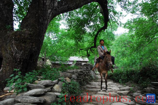 Yunnan's Fengqing: Protection and Utilization Bring the Ancient Town of the Tea Horse Road Back to Life-2