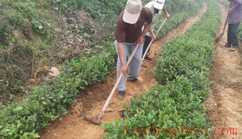 Guidance on Summer and Autumn Tea Garden Production Management in Rizhao-2
