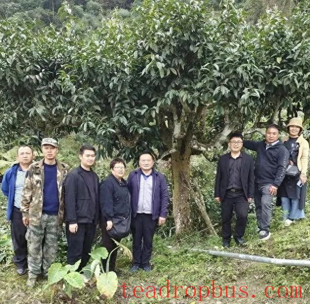 Malipo Ancient Tea Garden Selected for the Book 