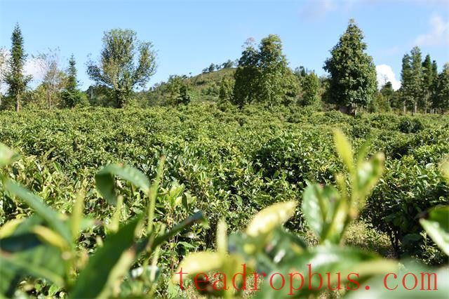 Where is the origin of Dian Hong tea?-4