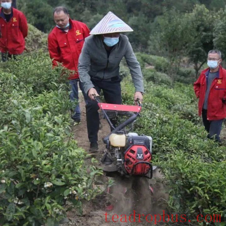 Winter Management Highlights: Tea Gardens Engaged in Autumn-Winter Management Training-8