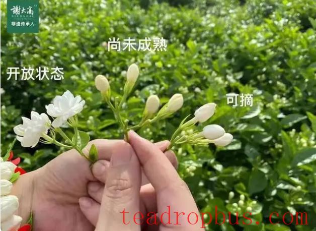 Intangible Cultural Heritage: The Jasmine Snowball, a Dive into the Sea of Jasmine-5
