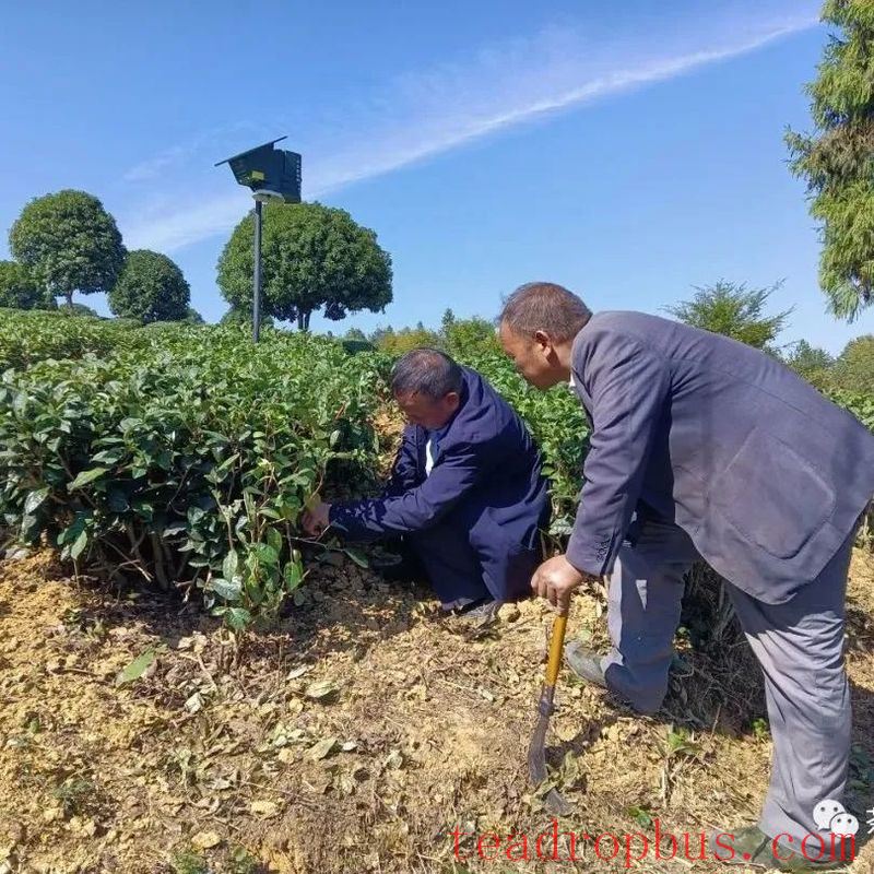 Winter Management Highlights: Tea Gardens Engaged in Autumn-Winter Management Training-18