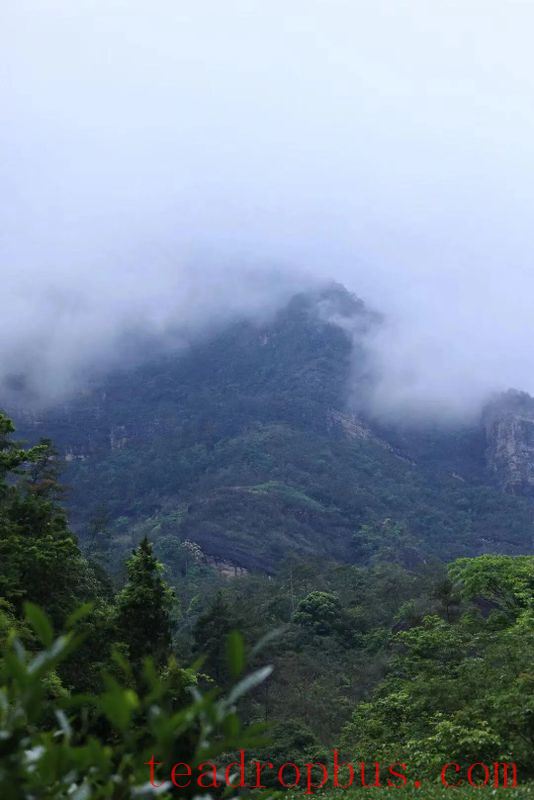 Wuyi Rock Tea, endowed with the essence of mountain and river, possesses the charm of rock and floral fragrance.-1