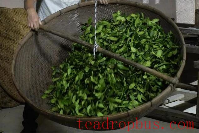 Intangible Cultural Heritage of Humanity: Traditional Chinese Tea Processing Skills - Chapter ① on Oolong Tea – Tieguanyin-5