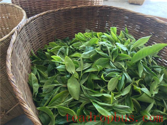 Mengku Great Snow Mountain: The Birthplace of Tea Trees and a Paradise for Flora and Fauna-2