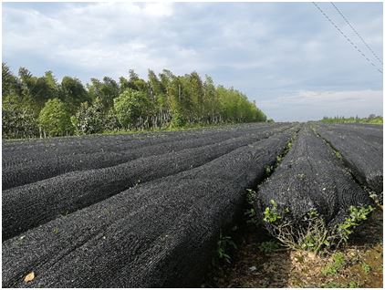 Technical Measures for Tea Gardens in Anhui Province to Cope with Low Temperatures, Snow, and Freezing Weather-3
