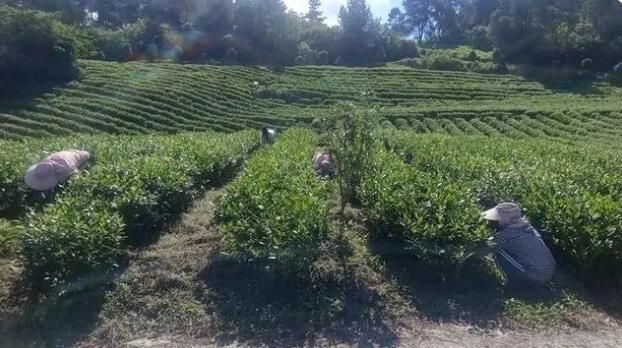 Gaizhai Town, Kaiyang County: Precision Management and Protection of Autumn Tea Gardens Paints a Promising Picture for the Coming Year-1