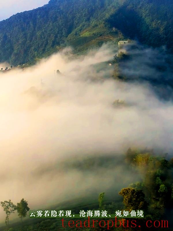 Tasting the Lingering Tea Aroma in Longlong Village, Yixiang Town, Simao District-3